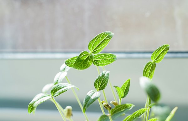 Quelles méthodes pour offrir des plats à base de graines germées dans un restaurant végétalien ?